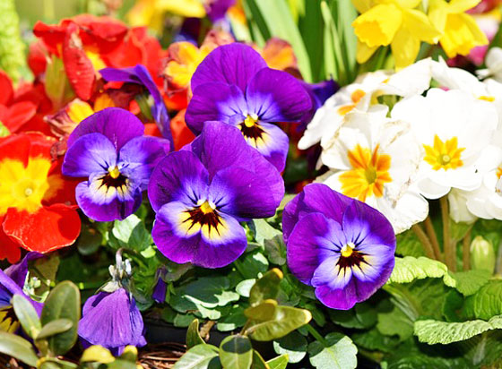 冬から春に咲く寒さに強く育てやすい花１０ 季節の花 イパネマおやじ イパネマおやじ ハーブとバラ 育てる楽しさは１株から心と風景が豊かになる夢の時間