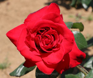 ファラオンは鮮やかな緋赤色のバラ