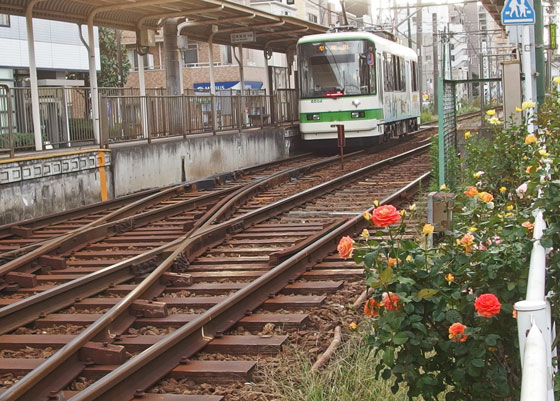 都電荒川線沿線のバラ