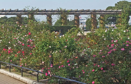 横浜のバラ園風景