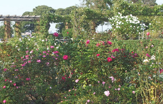 秋バラの咲く公園風景