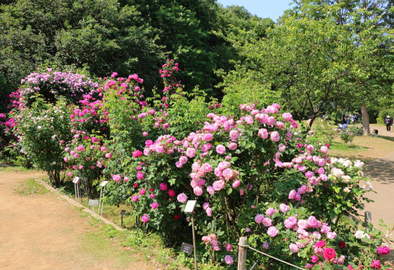 京成バラ園の春バラ