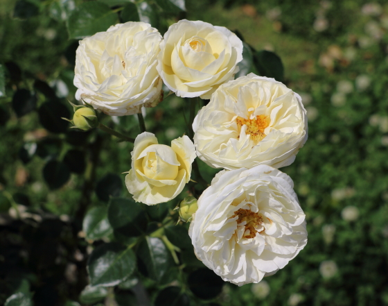 クラレンスハウスはムスク系の芳香がある