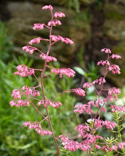 ヒューケラ 季節の花 真夏を除けば年中植え付け可能 イパネマおやじ イパネマおやじ ハーブとバラ 育てる楽しさは１株から心と風景が豊かになる夢の時間