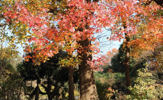 生田緑地の紅葉