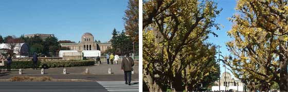 神宮開園いちょう並木