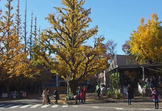 神宮開園いちょう並木