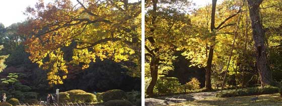 明治神宮の紅葉