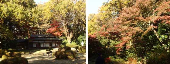 明治神宮の紅葉