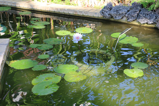 大船植物園の水生植物