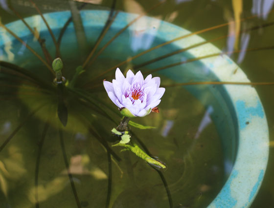 水生植物の鉢栽培