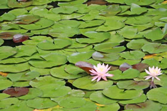 神代植物公園の水生植物