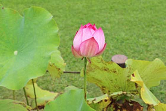 水生植物は温室で育つ