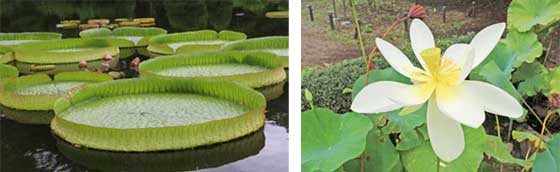 水生植物の２枚画像