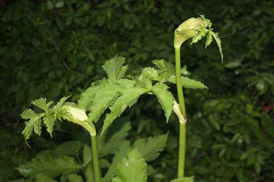 ウドはタラノキ属の植物