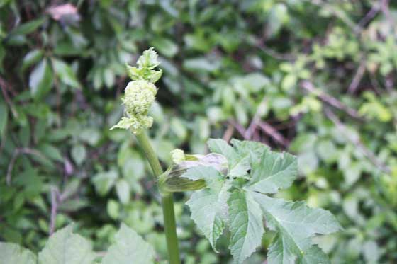 ウドは野菜です