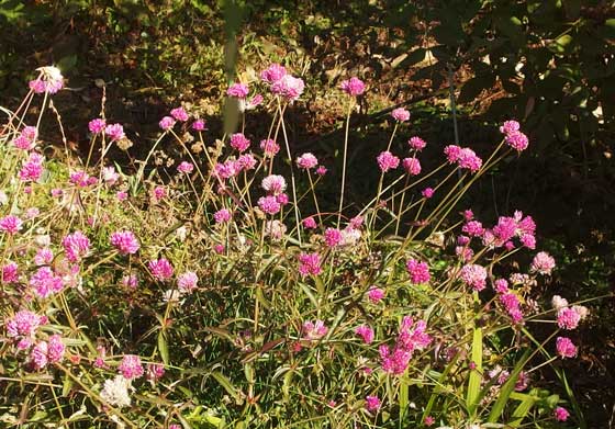 冬に咲く草花