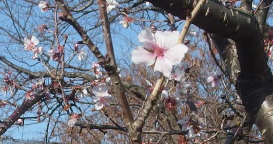 冬晴れの日に咲いていた花木 季節の花 イパネマおやじ イパネマおやじ ハーブとバラ 育てる楽しさは１株から心と風景が豊かになる夢の時間