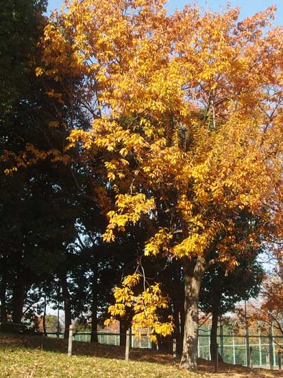 まだ紅葉している