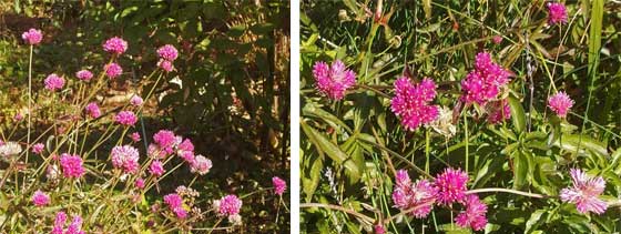 冬に咲く草花です