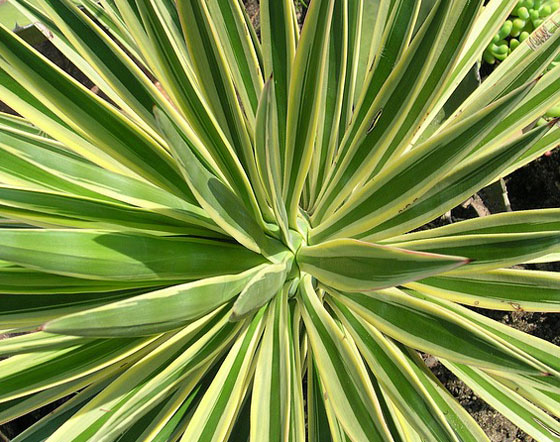 ユッカ 観葉植物 寒さにも強く強健な植物 イパネマおやじ ハーブとバラ 育てる楽しさは１株から心と風景が豊かになる夢の時間