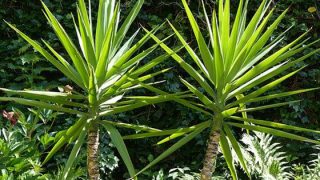 ユッカ 観葉植物-寒さにも強く強健な植物 | イパネマおやじ|ハーブと ...