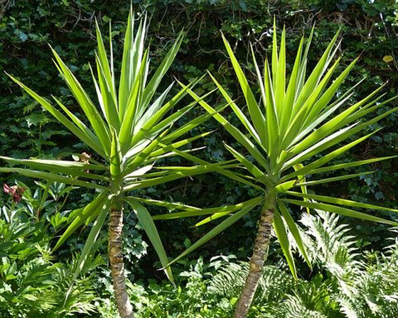 ユッカは観葉植物です