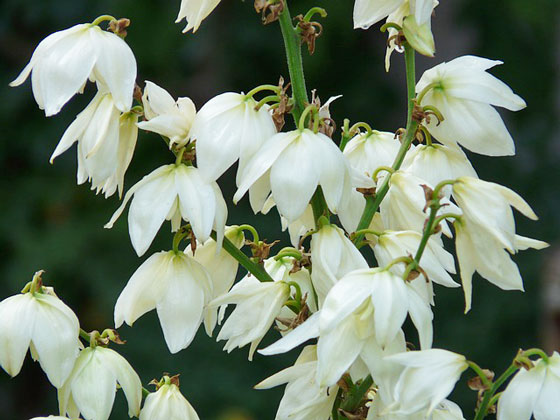 ユッカは白色の花を咲かせる