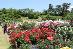 春のバラ園風景