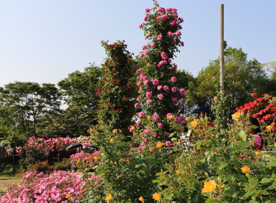 春のバラ園風景