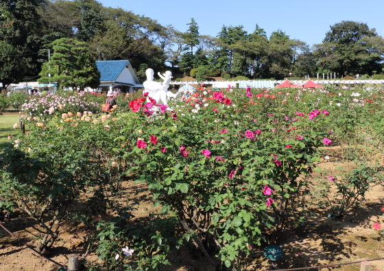 春のバラ園風景