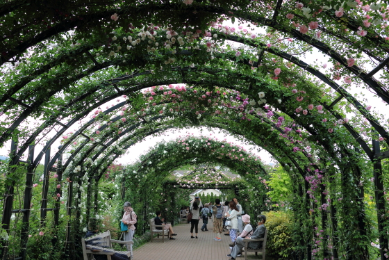 春のバラ園風景