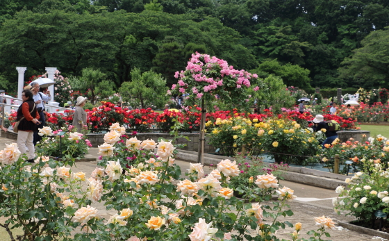 春のバラ園の風景