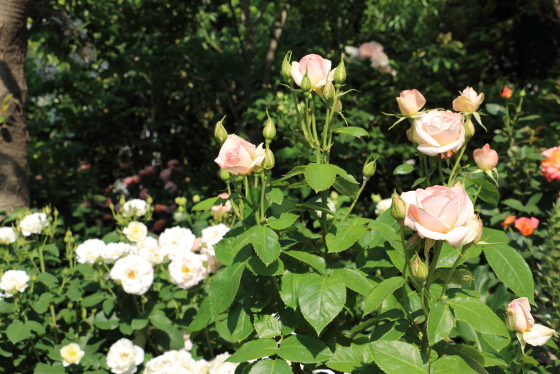 ティー系の芳香がある