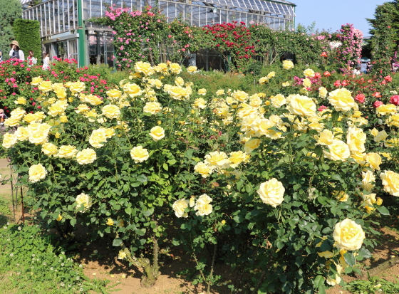 丸弁高芯咲きです