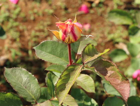 花山吹は直立性の樹形