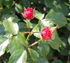 フロリバンダ系統の赤色バラ