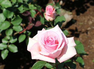 賛美はピンク色のバラ