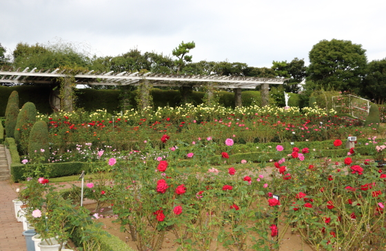 バラ園の風景