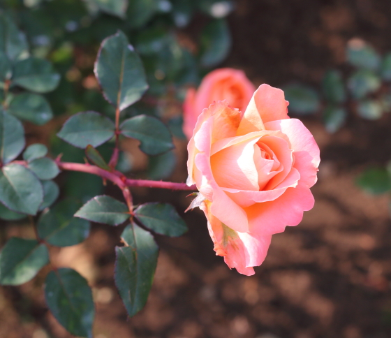 丸弁高芯咲きです