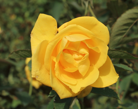 黄色いバラです