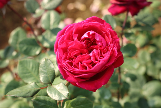 クリムゾンレッド色のバラ