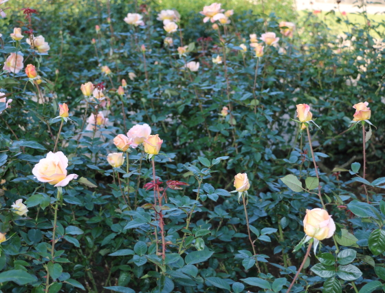 花径は９ｃｍ程