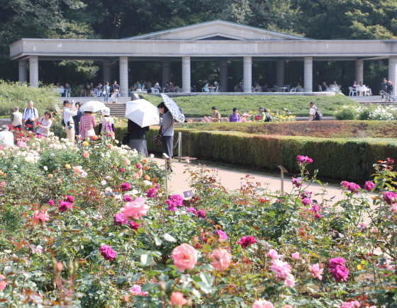 神代植物公園のバラ園