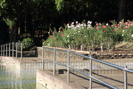 相模原北公園のバラ