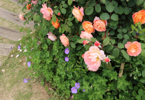 花菜ガーデンの風景