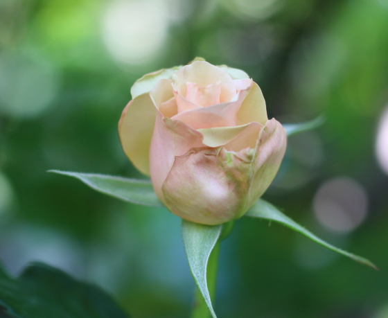 剣弁高芯咲きです