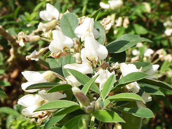 エニシダは花木です