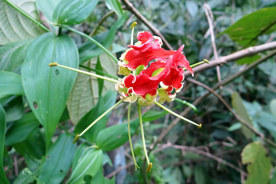 夏に咲く花木