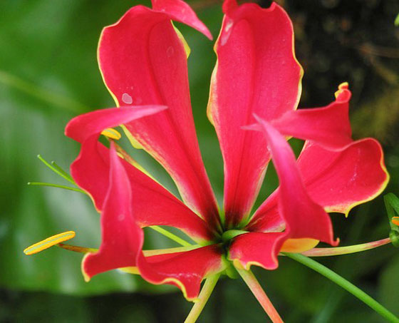 グロリオサ 季節の花 春植えの球根植物 イパネマおやじ イパネマおやじ ハーブとバラ 育てる楽しさは１株から心と風景が豊かになる夢の時間